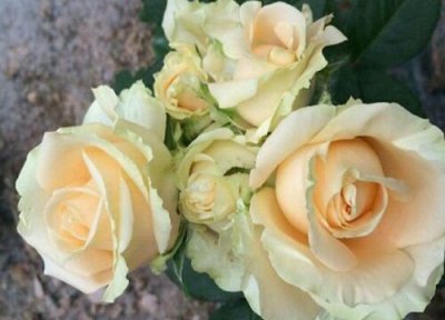 蜜桃雪山月季是藤本还是灌木 蜜桃雪山月季属于藤本还是灌木