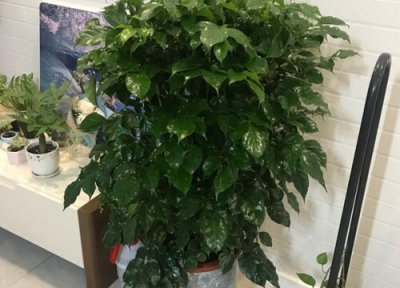 幸福树作用 幸福树有什么作用