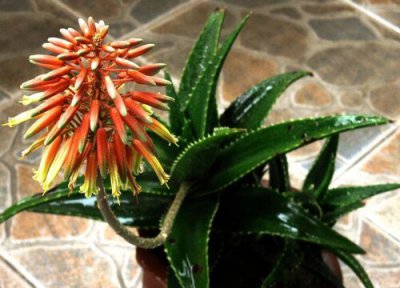 龙舌兰开花吗 开什么样的花