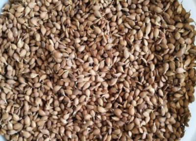 桃子核发芽环境 桃子核怎么发芽快