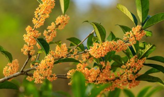 桂花的种植方法及注意事项 桂花如何种植