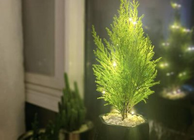 香松盆栽干枯发黄怎么办 盆栽香松黄干枯怎样补救