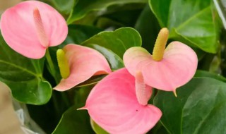 粉冠军的养殖方法 粉冠军怎么养殖