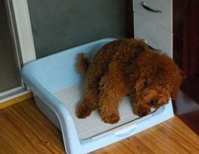 泰迪狗狗怎么训练定点大小便 教会泰迪犬定点大小便技巧