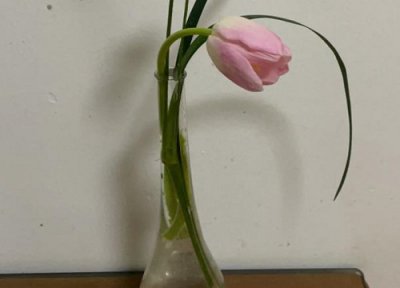 郁金香水培养殖方法图解 水培种植方法和时间