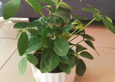 鸭脚木施什么肥长的快又粗壮 让鸭脚木长得好的肥料