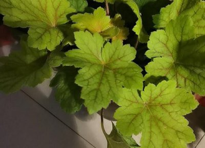 矾根怎么修剪好看 矾根什么时候修剪合适