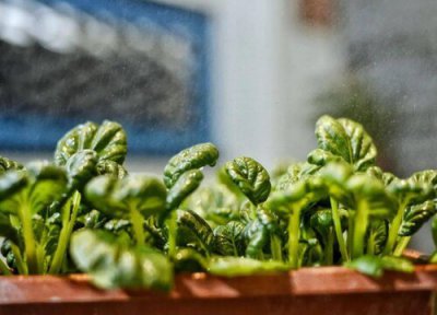 乌塌菜什么时候移栽合适 乌塌菜移栽时间和方法