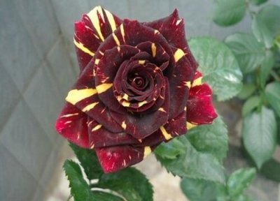 流星雨月季是藤本还是灌木 流星雨月季属于藤本还是灌木