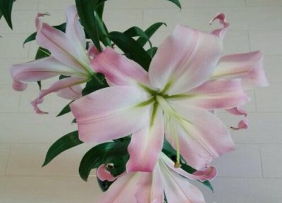 百合插花瓶水养怎么养 买来的鲜花百合花瓶插养殖方法