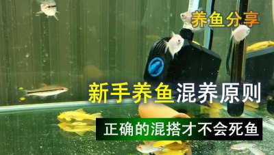 鱼缸水发黄但是水很清怎么办 怎么做才能去除鱼缸黄水