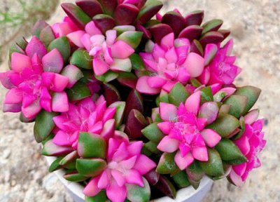 吹雪之松锦开花是什么样子 开花的花语与寓意