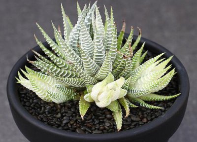 条纹十二卷开花吗 开花是什么样子的