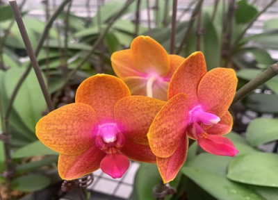 蝴蝶兰适合放在卧室吗 适合放在房间哪里