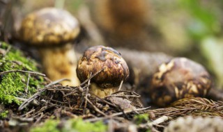 松茸可以冷冻多久 松茸冷冻可以放多长时间呢