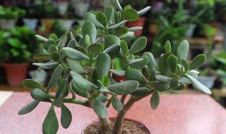 玉树怎么养比较旺盛 玉树如何养比较旺盛