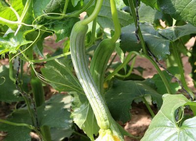 藤上丝瓜不摘掉还结新丝瓜吗 丝瓜挂在藤上留种下年再用