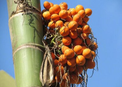 槟榔是热性还是凉性 槟榔属于热性还是凉性