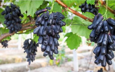 蓝宝石葡萄优缺点 蓝宝石葡萄耐寒、产量、好吃口感介绍