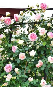 怎样养好夏季盆栽花卉 盆栽植物夏天种植技巧和注意事项