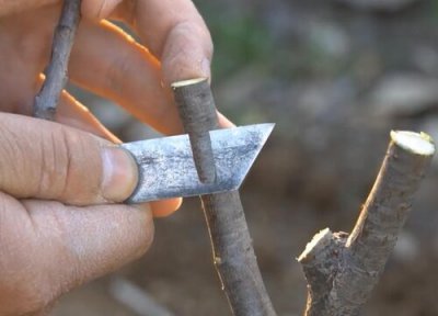 樱桃树嫁接时间 樱桃树的嫁接方法