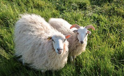 中国羊的品种有哪些 盘点我国公认的8种优良羊品种