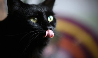 猫和鸟能一起养吗 猫和鸟可以一起养吗