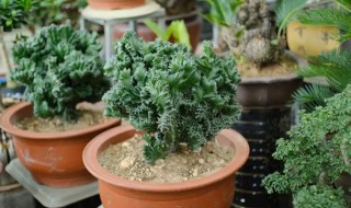 麒麟怎么养才长得快壮得好 麒麟如何养长得旺