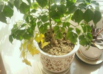 幸福树黄叶子是什么原因? 幸福树出现黄叶是什么原因造成的