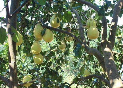 柚子什么季节成熟 属于几月份成熟的水果