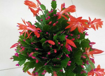 蟹爪兰简介 蟹爪兰和仙人指的区别 图