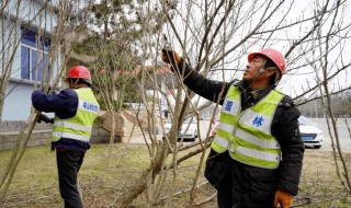 什么季节修剪招财树枝 什么季节适合修剪招财树枝