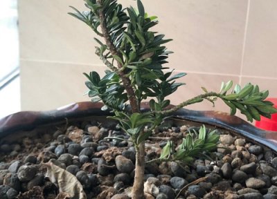 罗汉松夏季如何养护 夏季养护罗汉松需要注意些什么