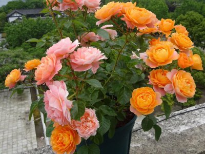 月季怎么扦插成活率高 月季的扦插方法和注意事项