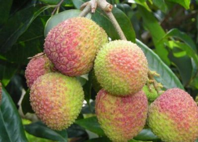 妃子笑成熟时间 妃子笑什么时候成熟