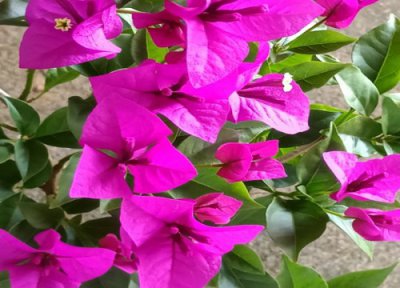 三角梅在秋季还没开花怎么做 三角梅秋季开完花之后怎么剪