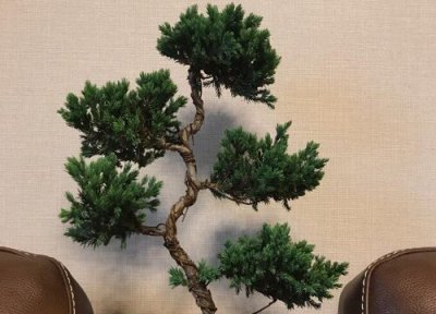 柏树最佳移栽时间 柏树最佳什么时候移栽