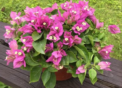 三角梅怎样用磷酸二氢钾 三角梅使用磷酸二氢钾养护情况