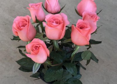 玫瑰花用什么土种植最好 栽种玫瑰盆栽适合什么土壤