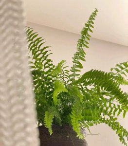 哪种花除甲醛效果最好又安全 家里可以养5种吸甲醛高手