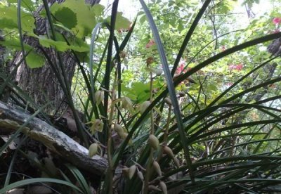 野生蕙兰属于国家保护植物吗 野生蕙兰的生长环境