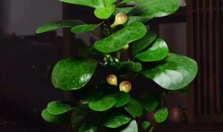 小盼菩提树怎么养才长得好呢 小盼菩提树的养殖技巧