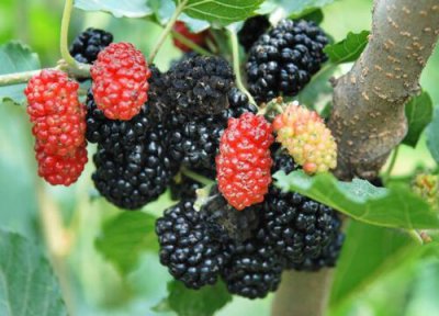 桑葚种植地方 桑葚适合什么地方种植