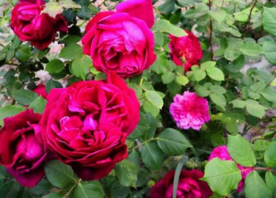 月季需要经常喷药吗 小白药小粉药月季可以用吗