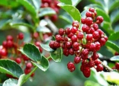 花椒树修剪时间 花椒树什么时候修剪压枝合适能高产