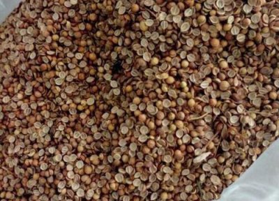 香菜种子播种时间 香菜种子的种植方法