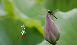 大暑节气有哪些习俗 大暑有哪些民间习俗