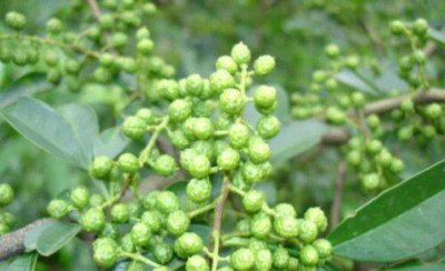 花椒树上蚜虫用什么药物可以根治 很顽固怎么能彻底清除