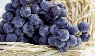 如何挑选好的葡萄 怎样选购质量好的葡萄呢