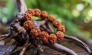 佩戴菩提子有什么好处 佩戴菩提子的好处介绍